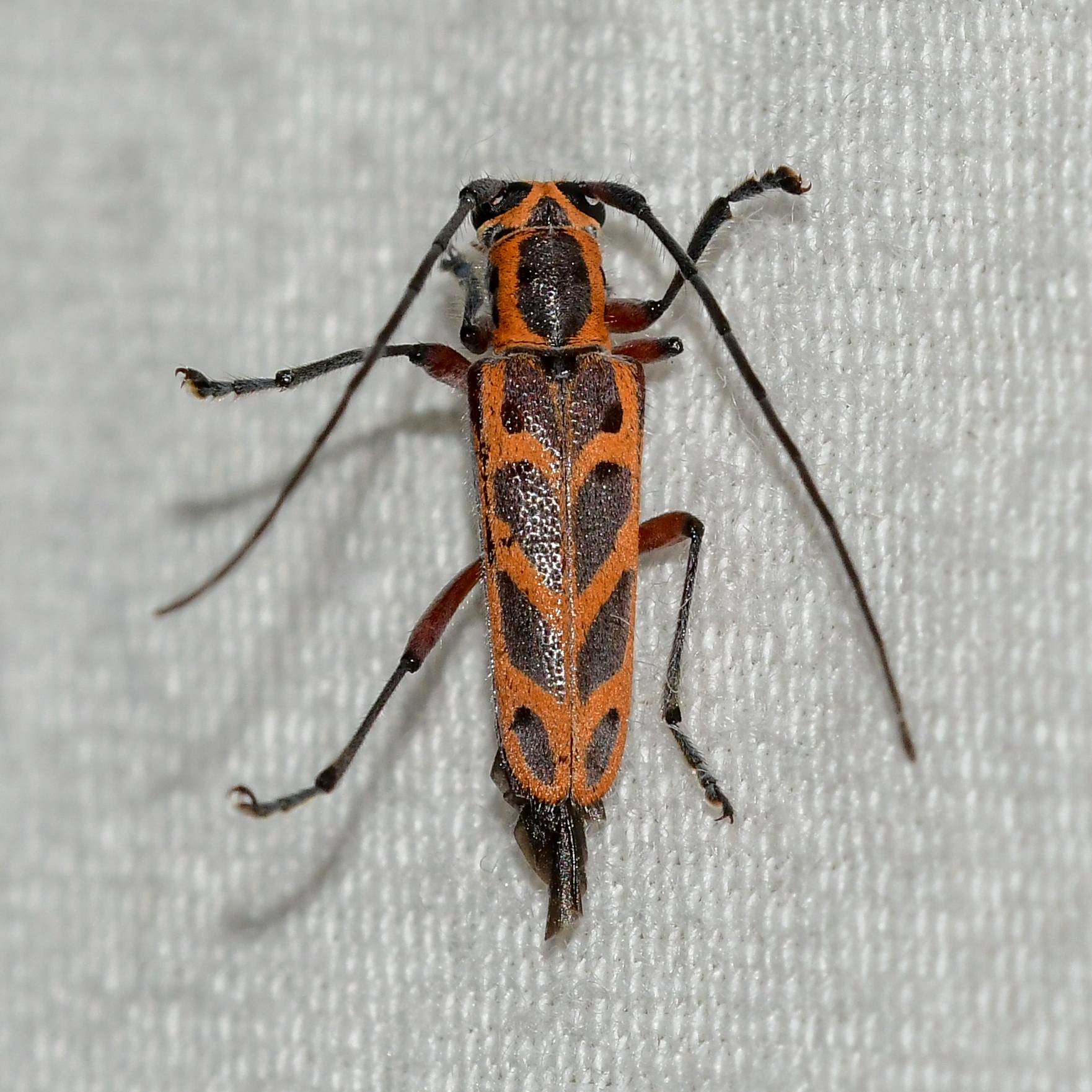 Saperda tridentata