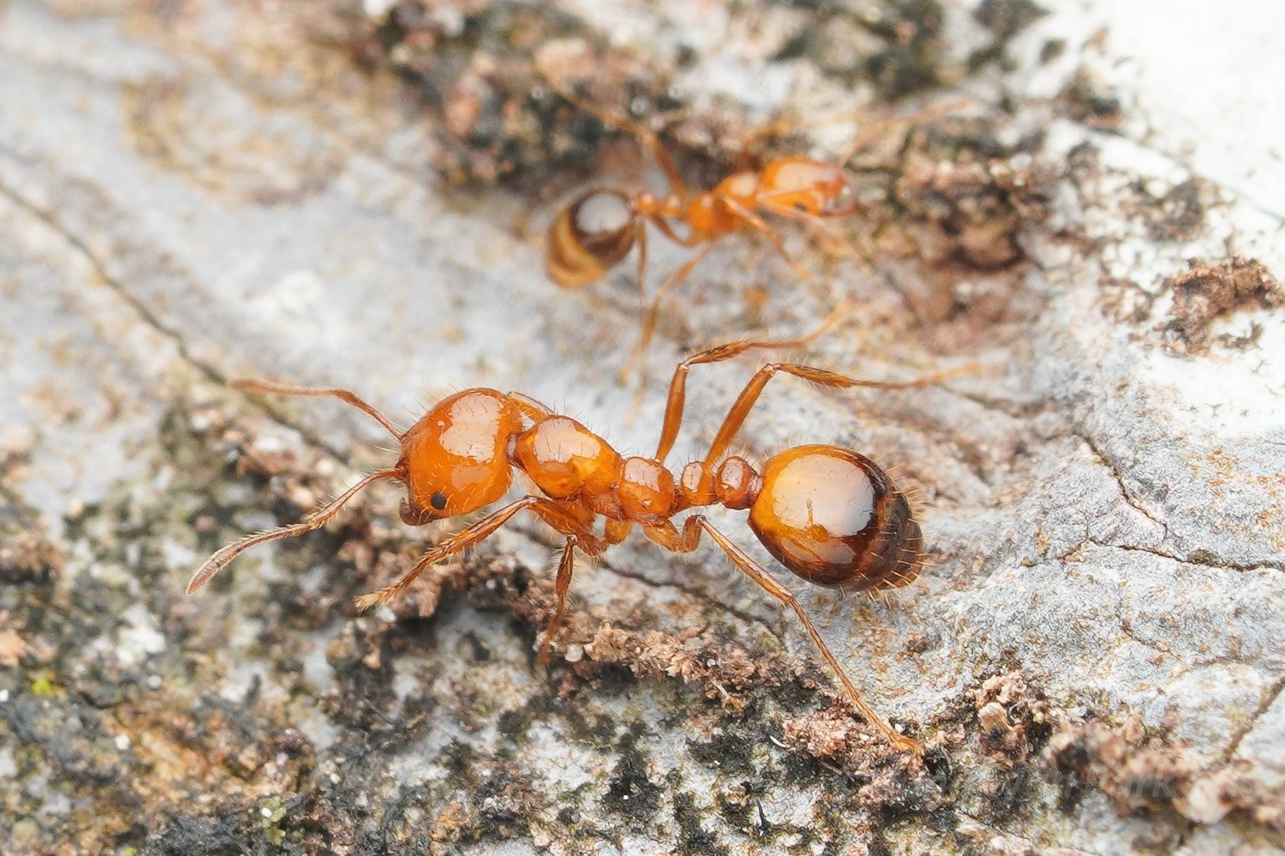 Solenopsis saevissima