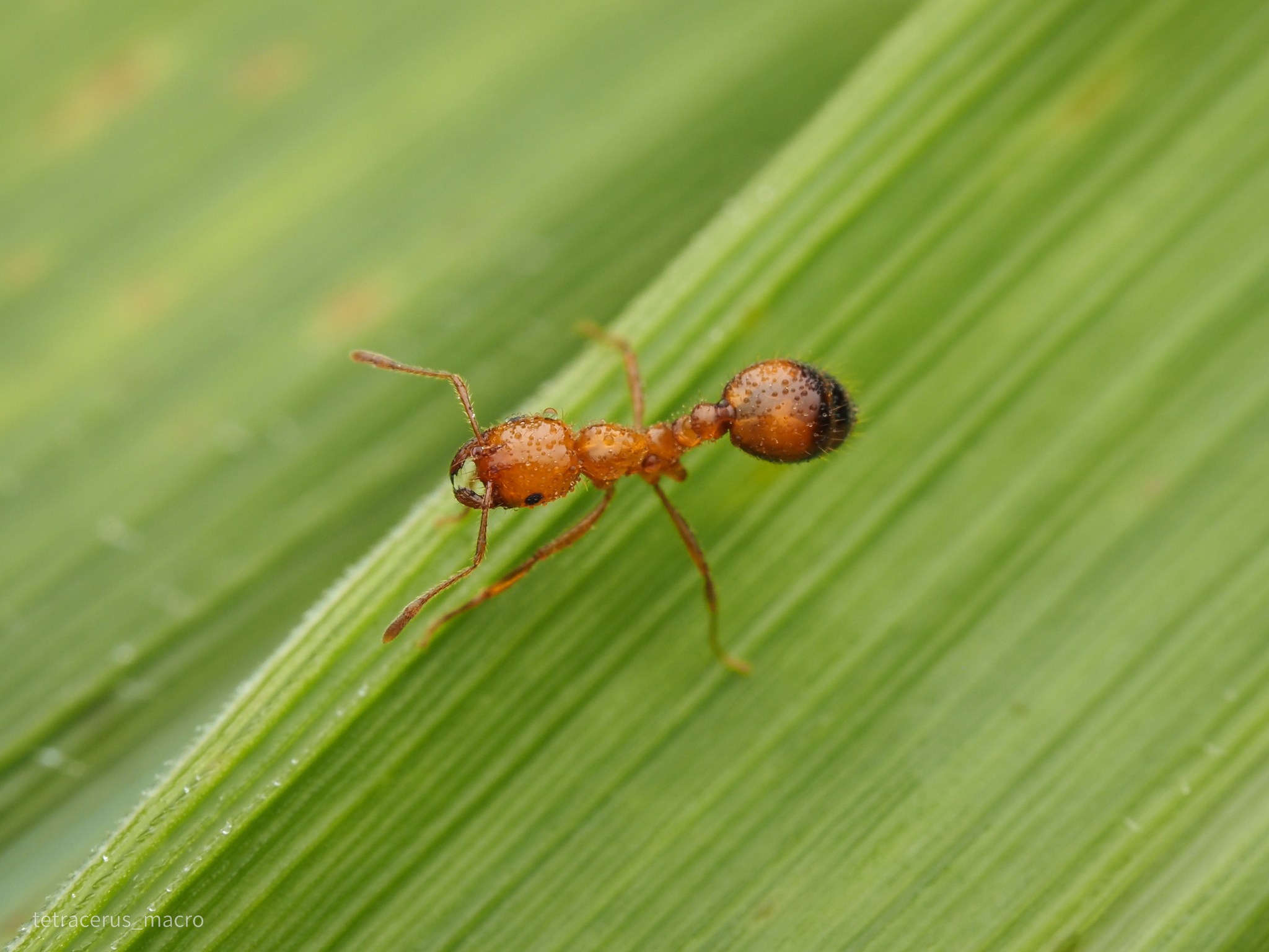 Solenopsis saevissima