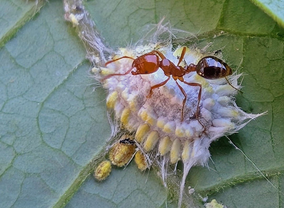 Solenopsis saevissima