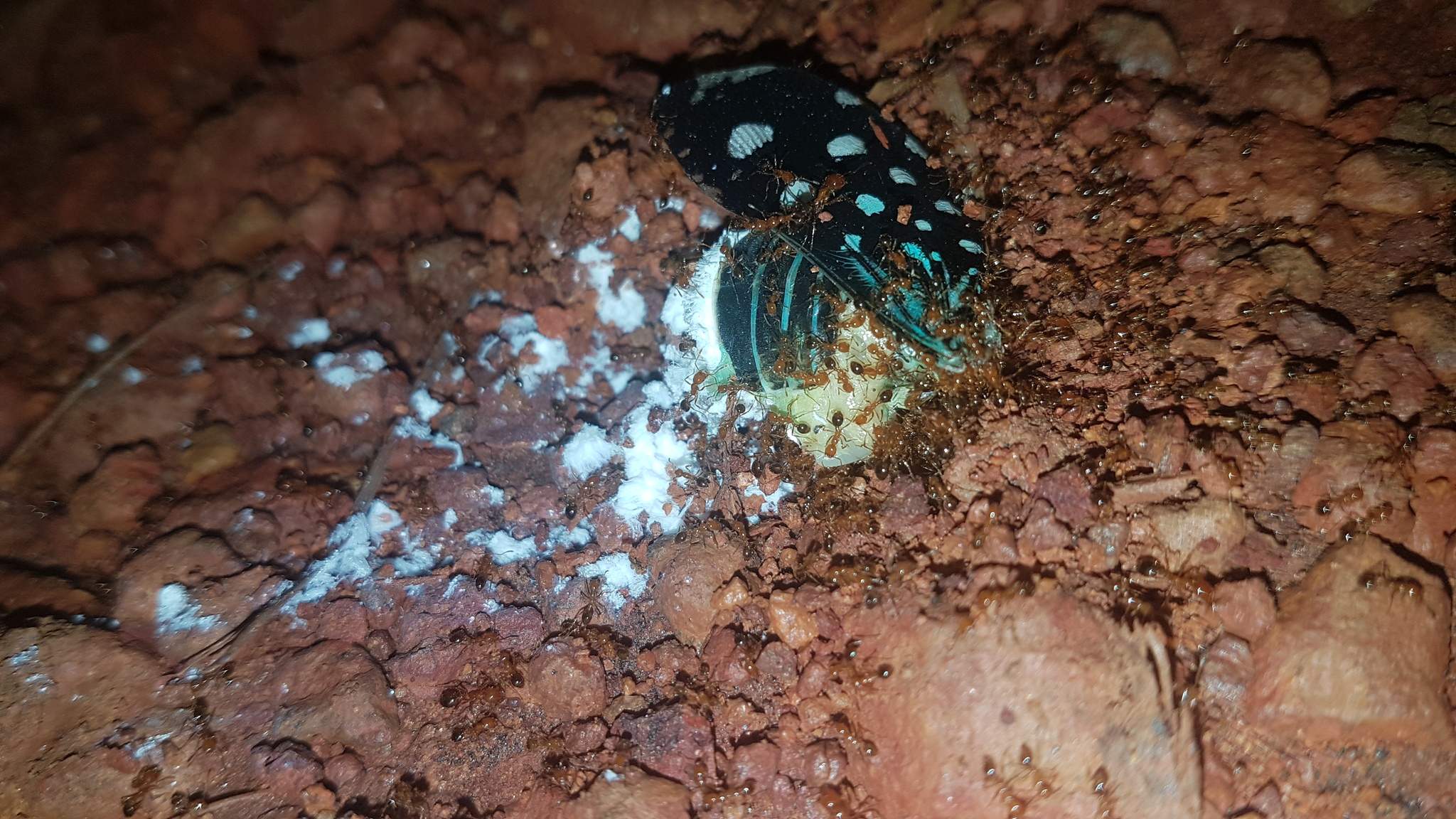 Solenopsis saevissima