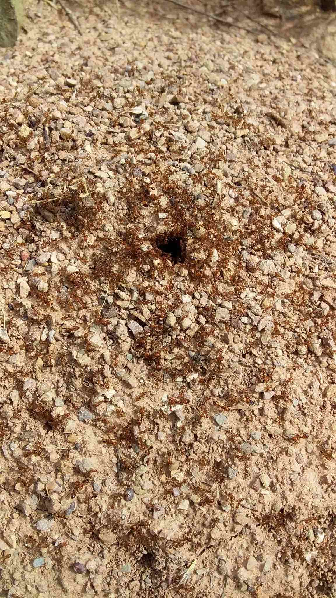 Solenopsis saevissima