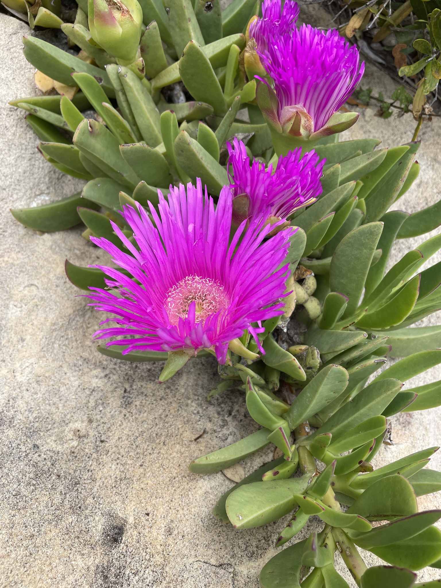 Carpobrotus acinaciformis