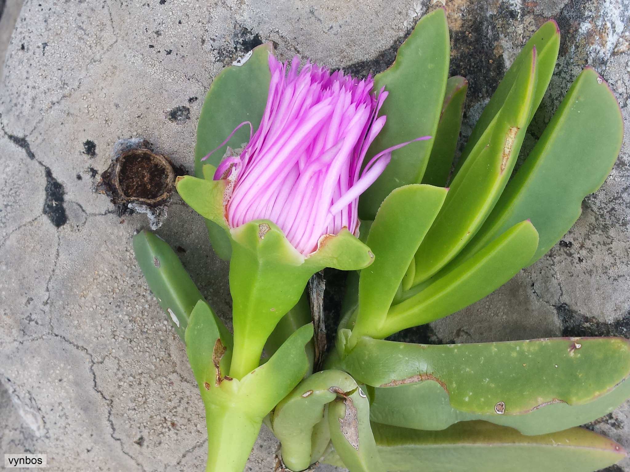 Carpobrotus acinaciformis