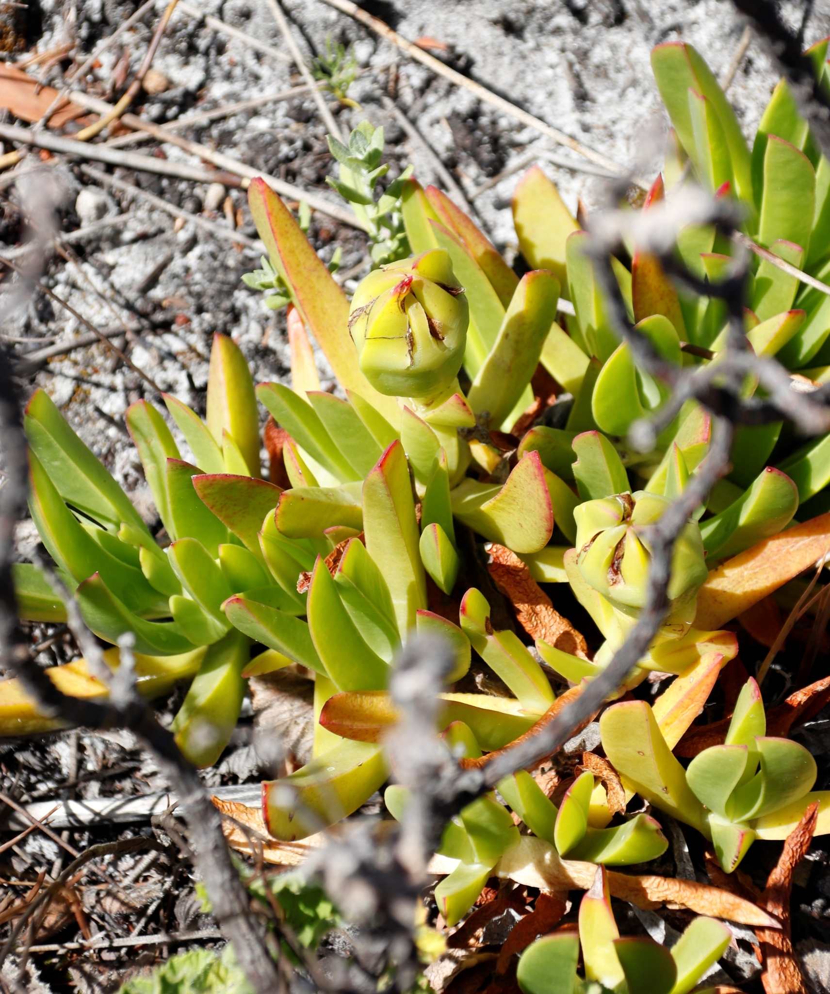 Carpobrotus acinaciformis