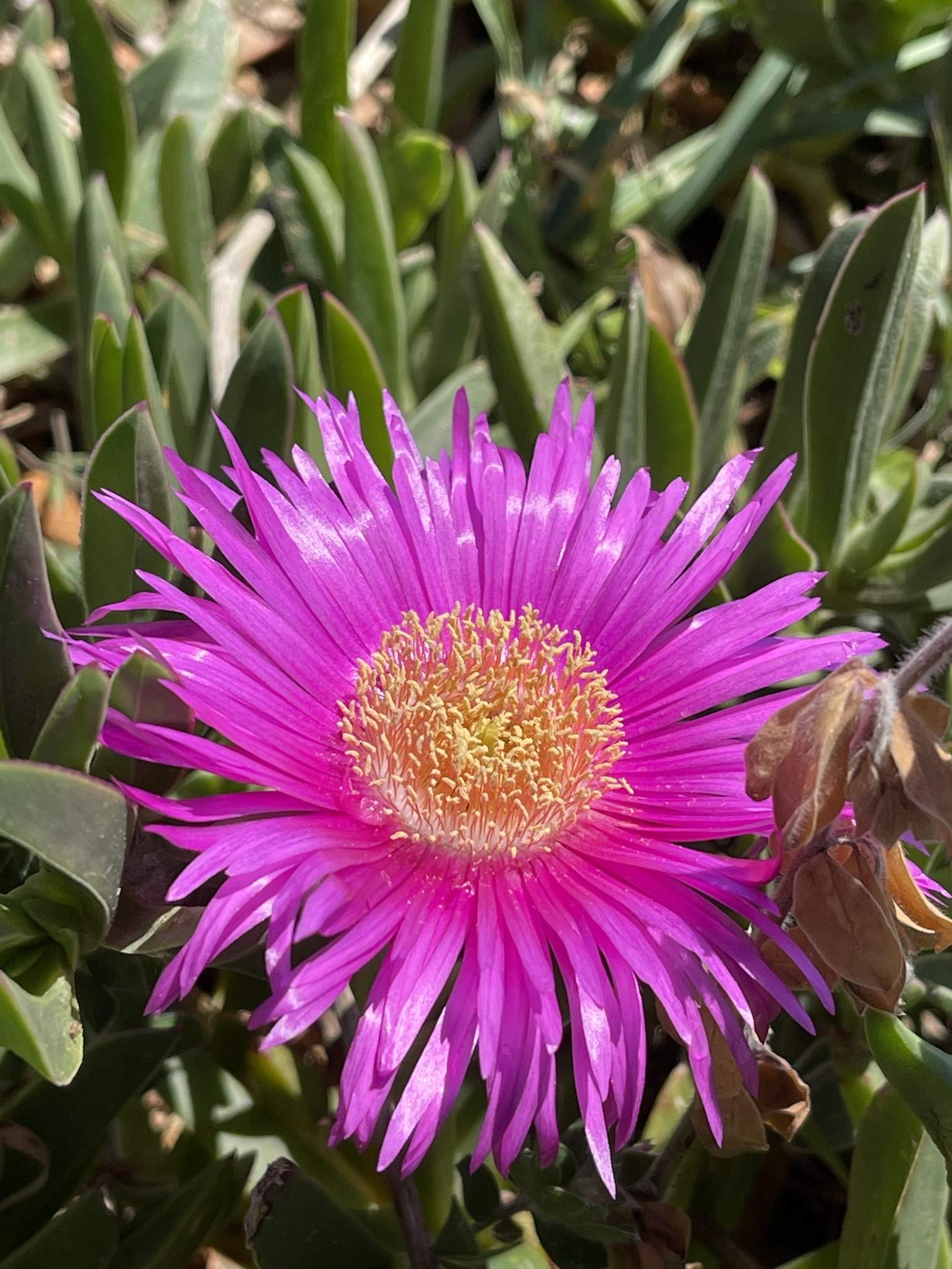 Carpobrotus acinaciformis