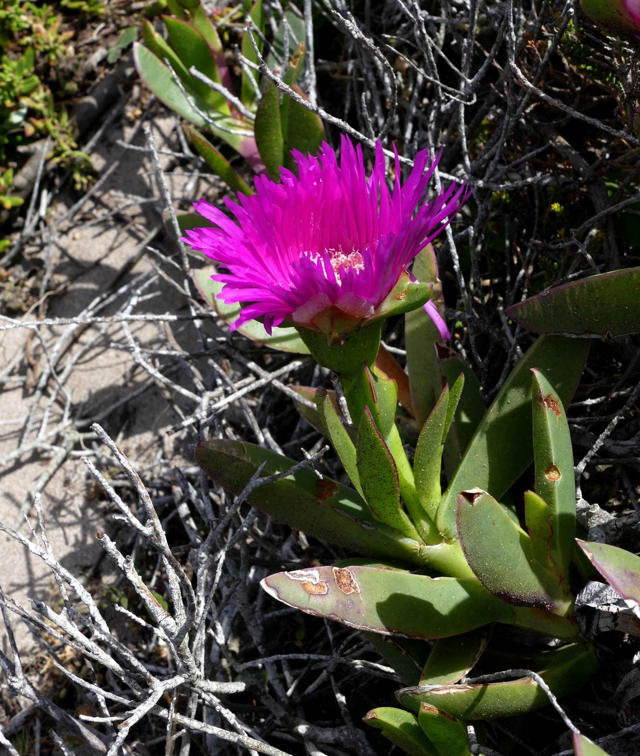 Carpobrotus acinaciformis