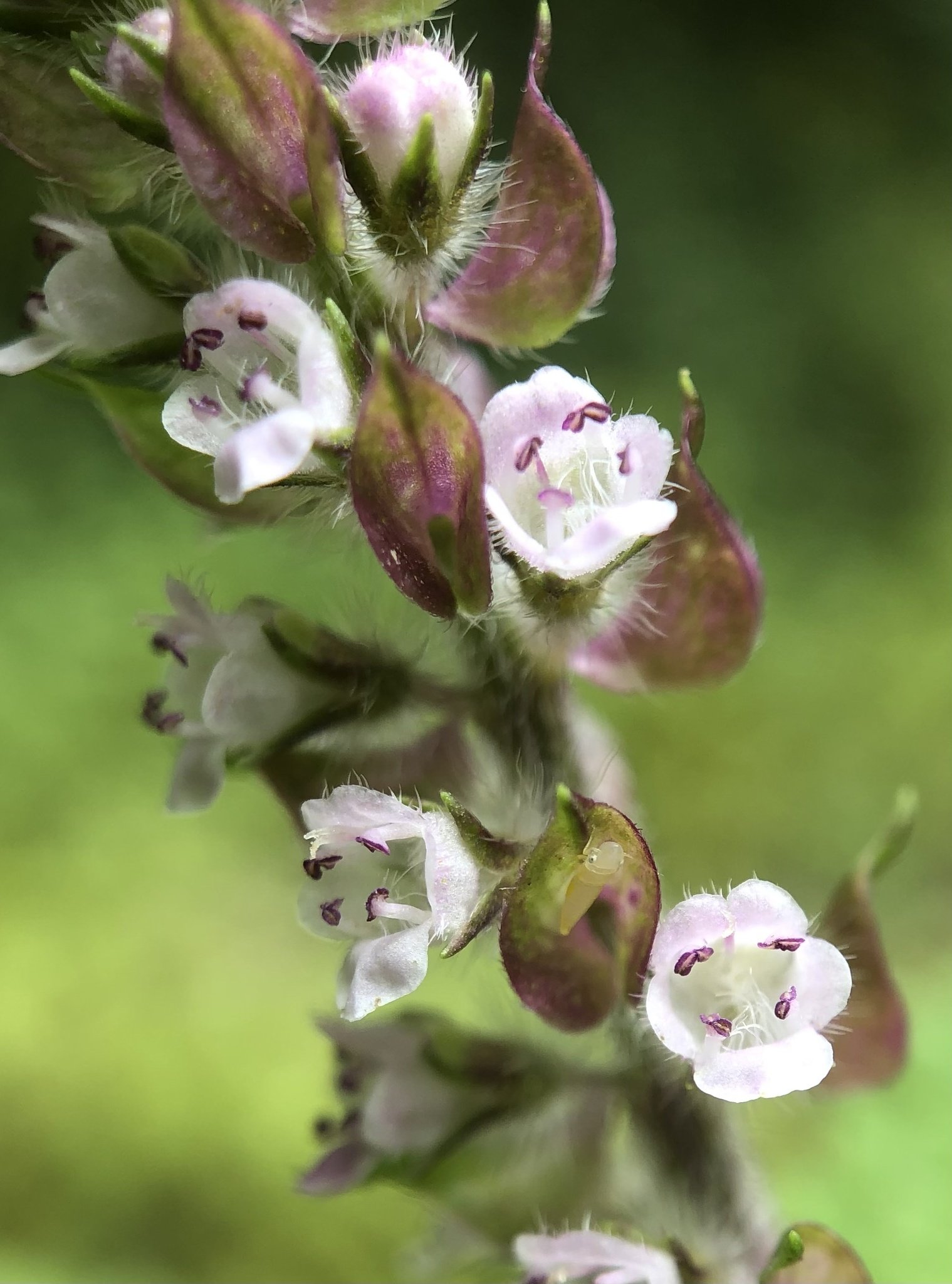 Perilla frutescens