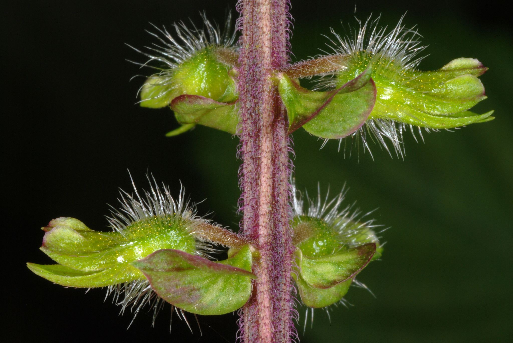 Perilla frutescens