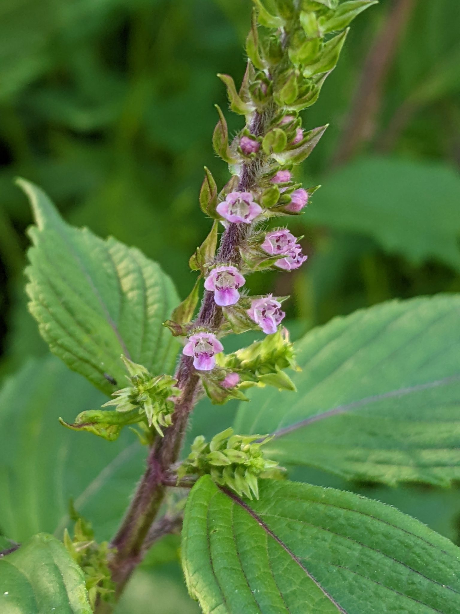 Perilla frutescens