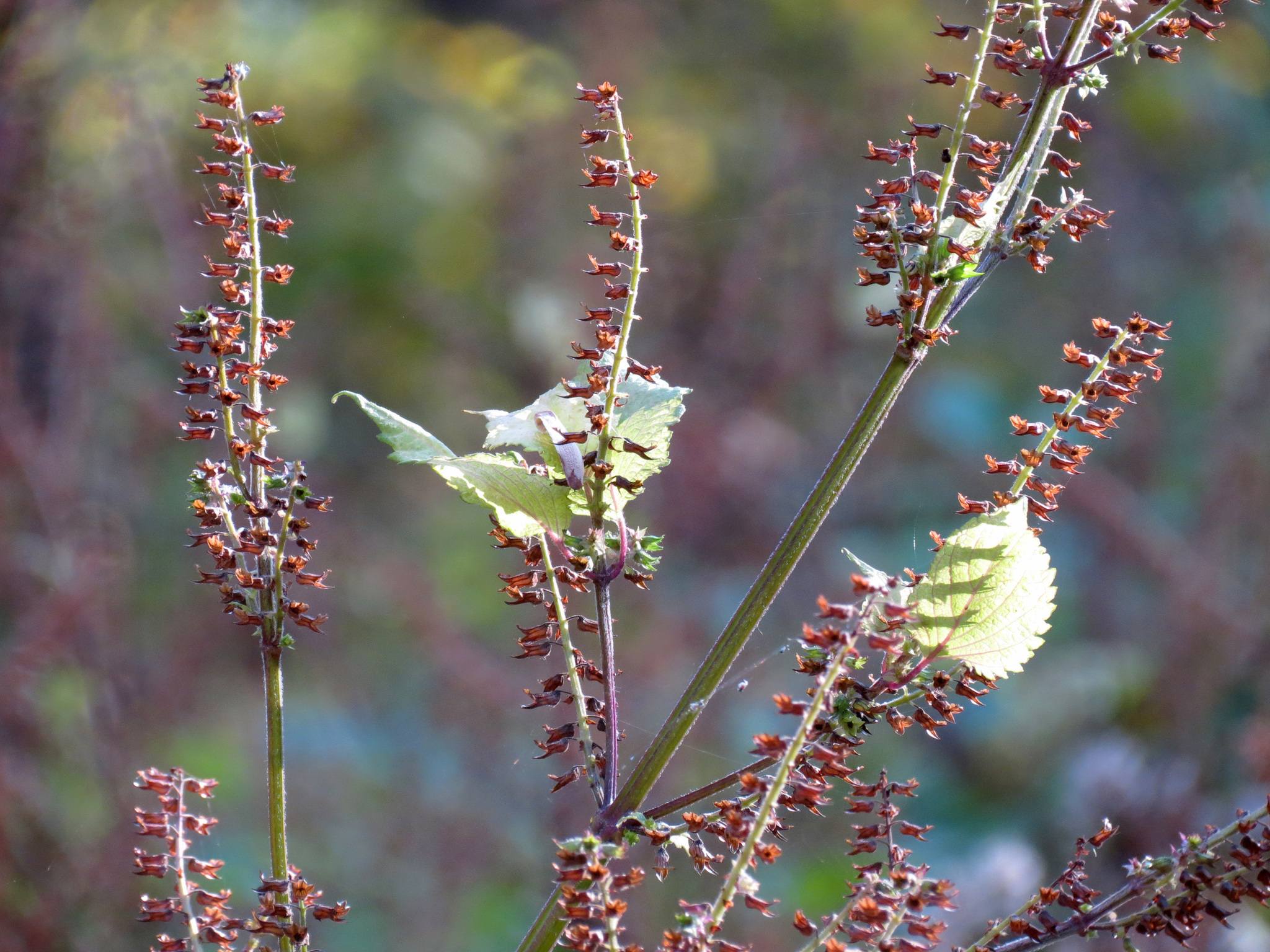 Perilla frutescens
