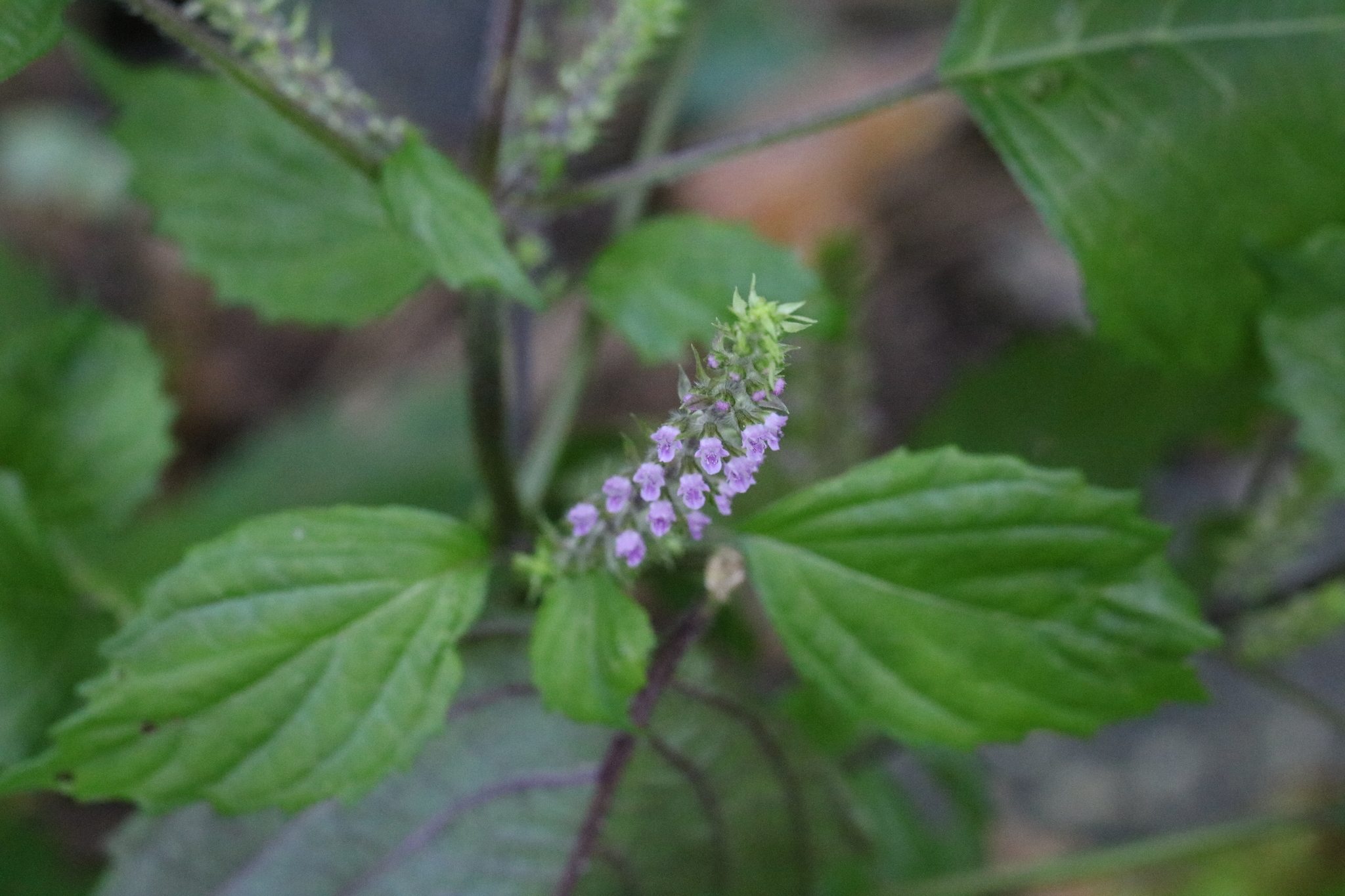 Perilla frutescens