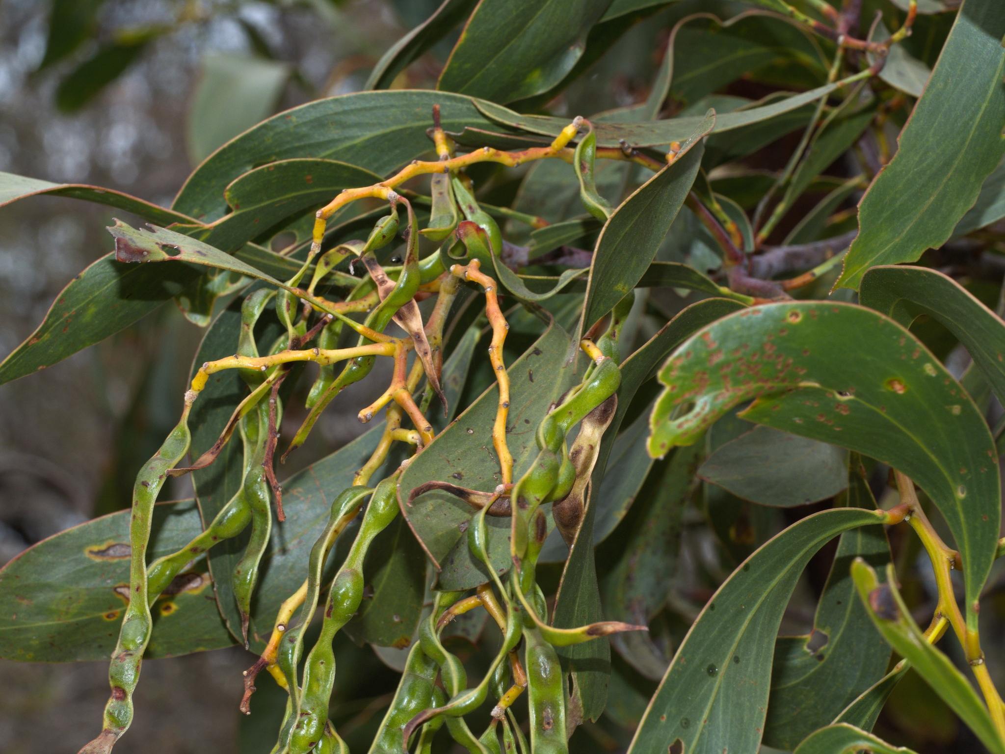 Acacia pycnantha