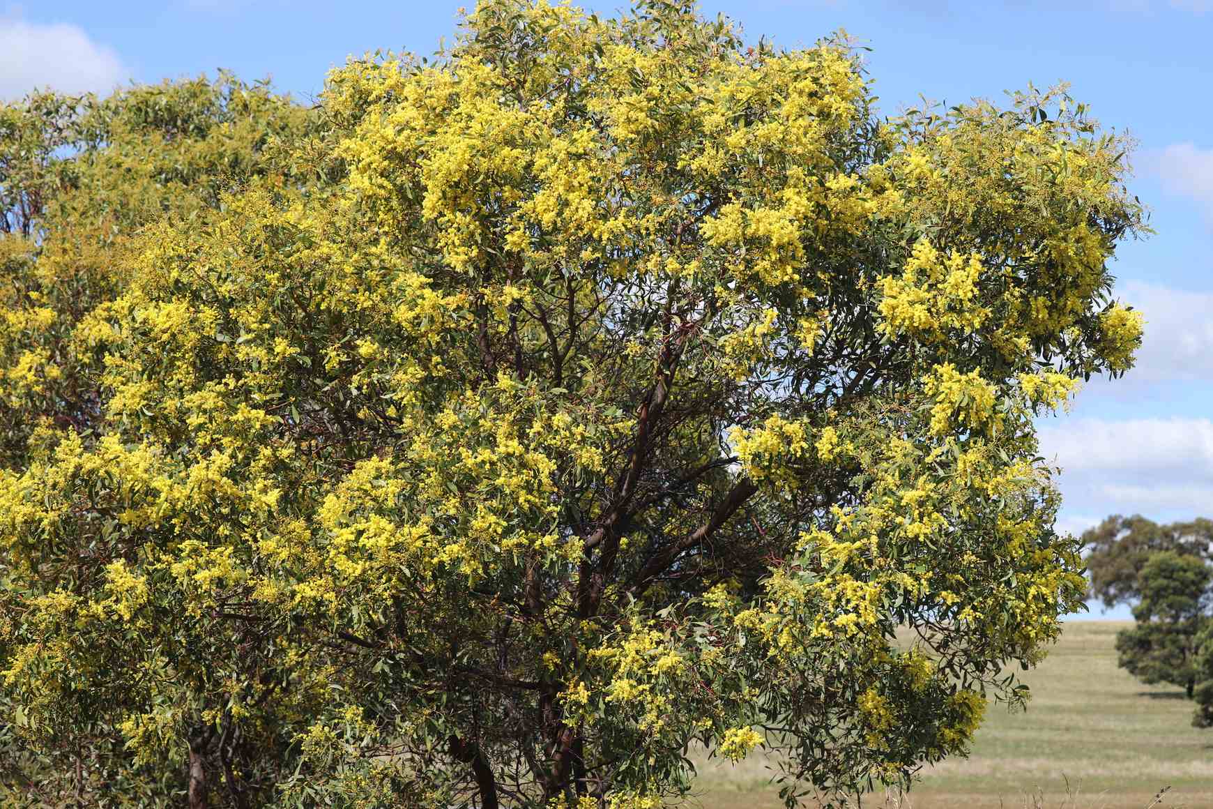 Acacia pycnantha