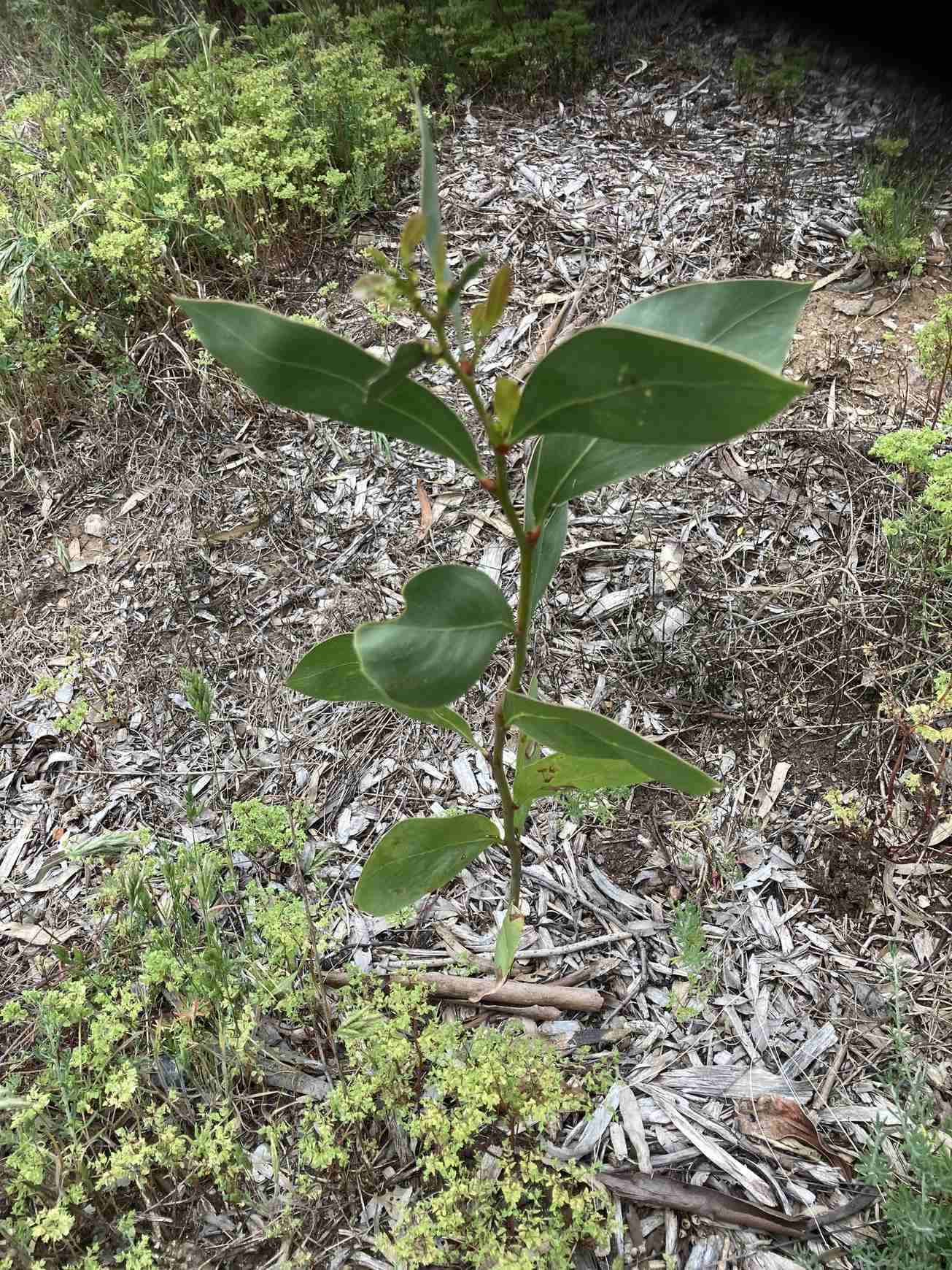 Acacia pycnantha