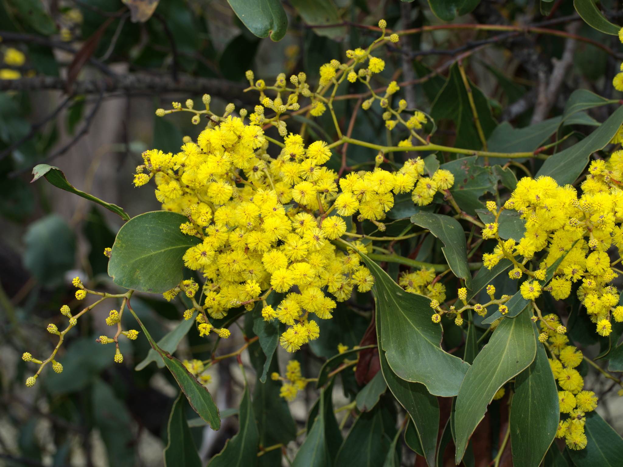 Acacia pycnantha