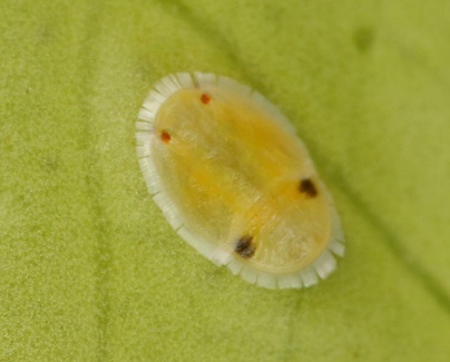 Trioza erytreae