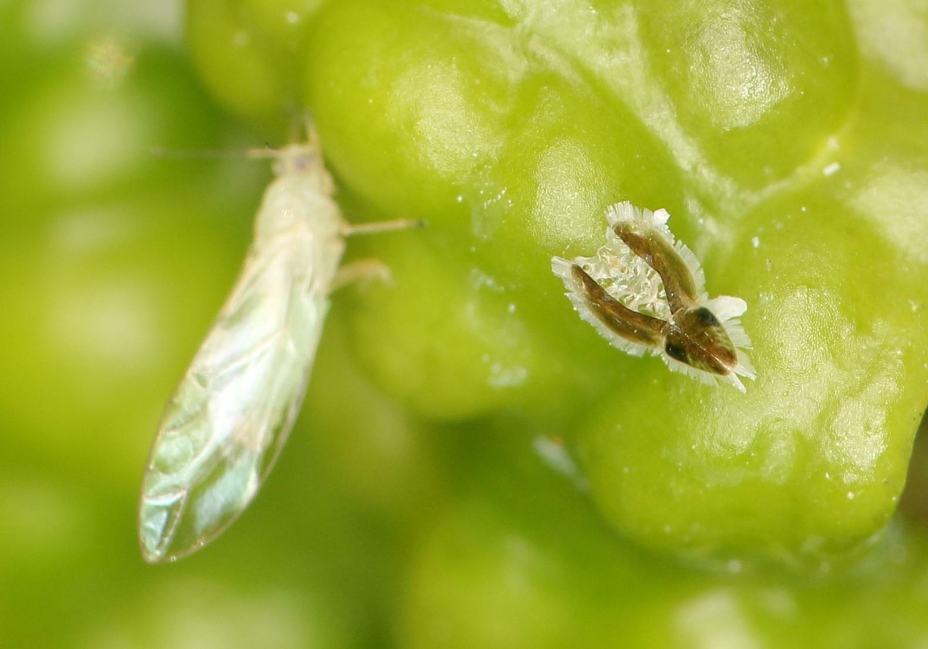 Trioza erytreae