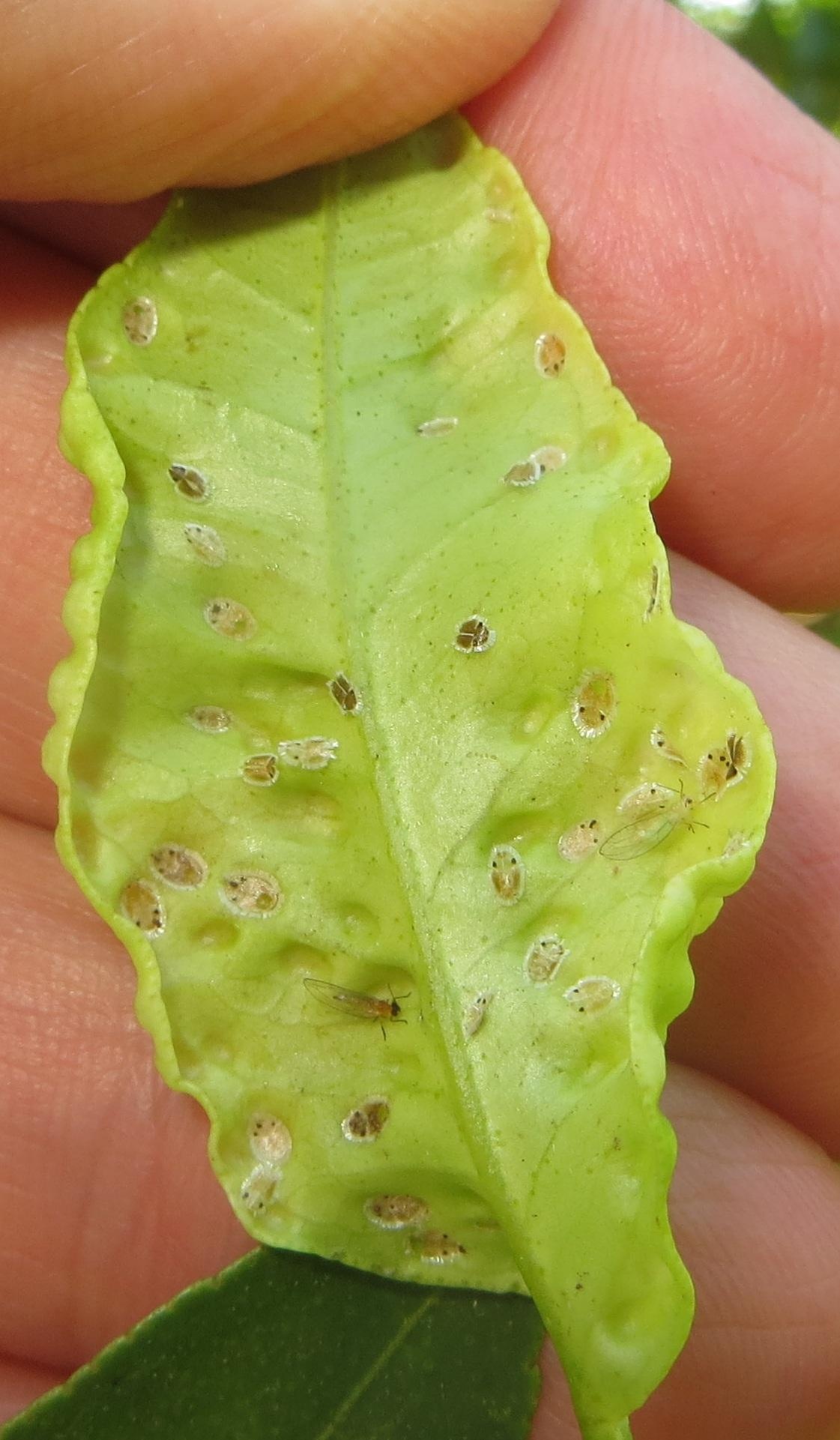 Trioza erytreae