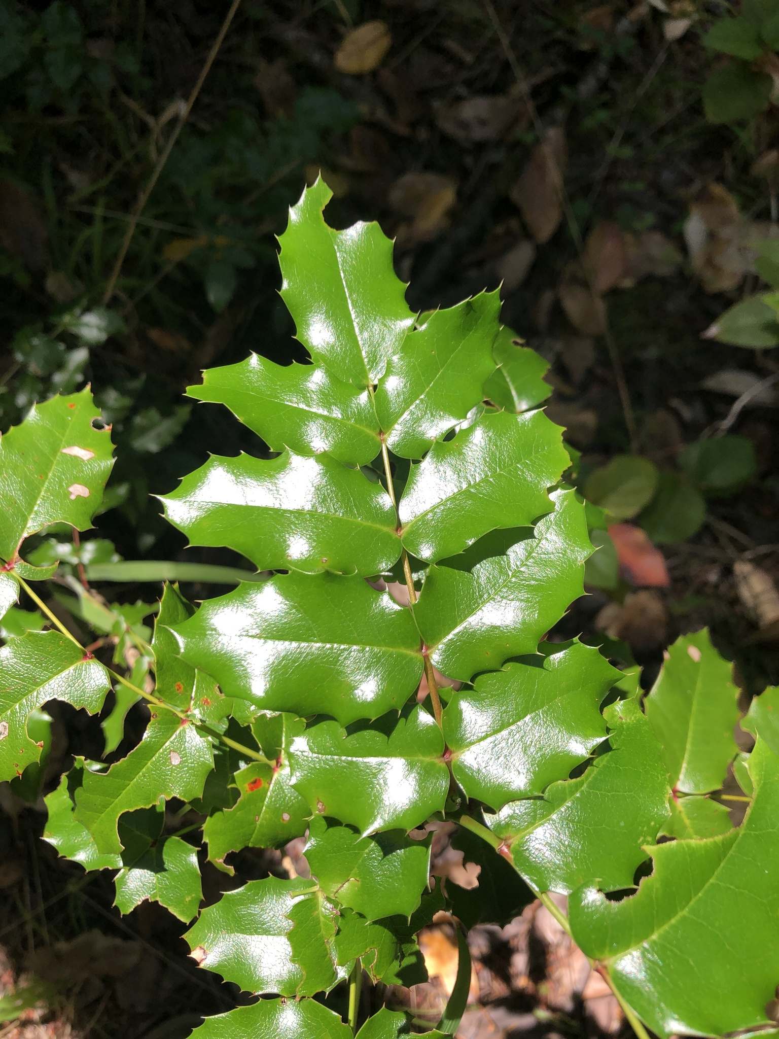 Berberis aquifolium