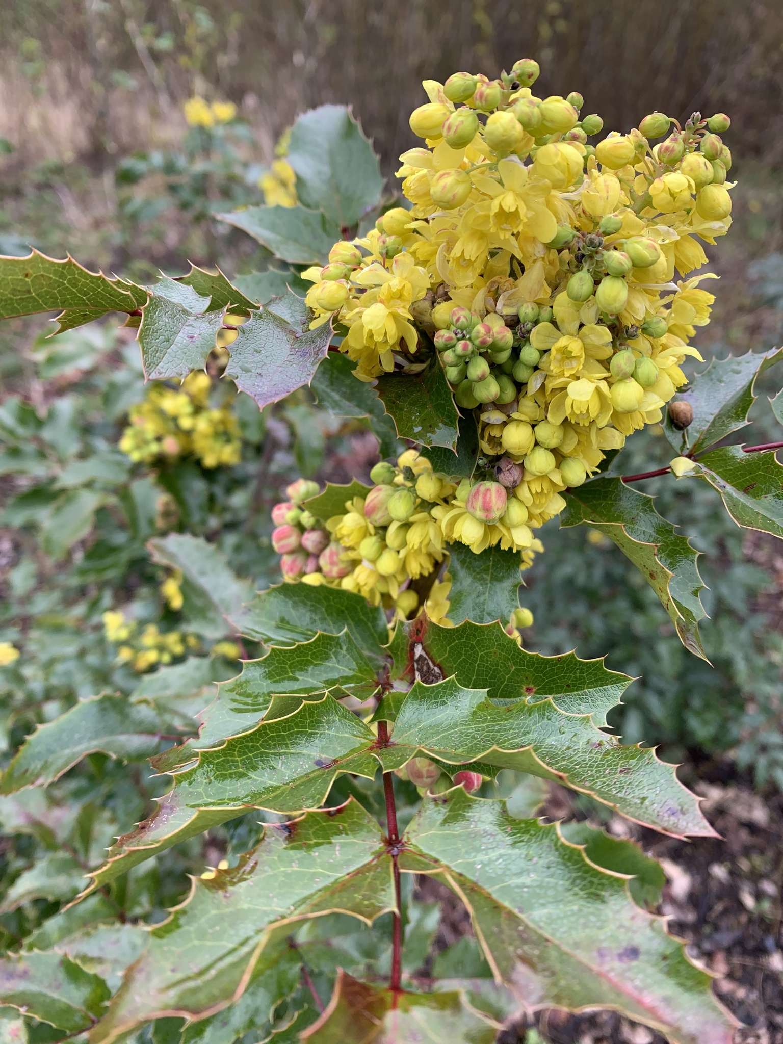 Berberis aquifolium