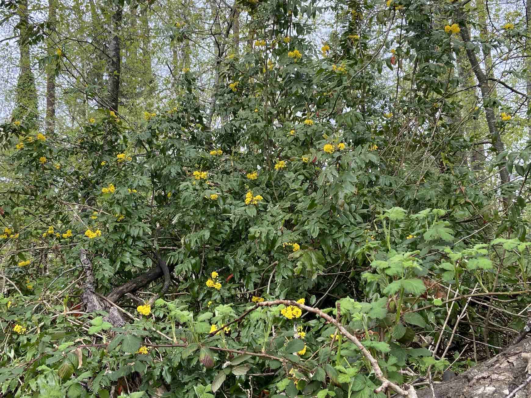 Berberis aquifolium