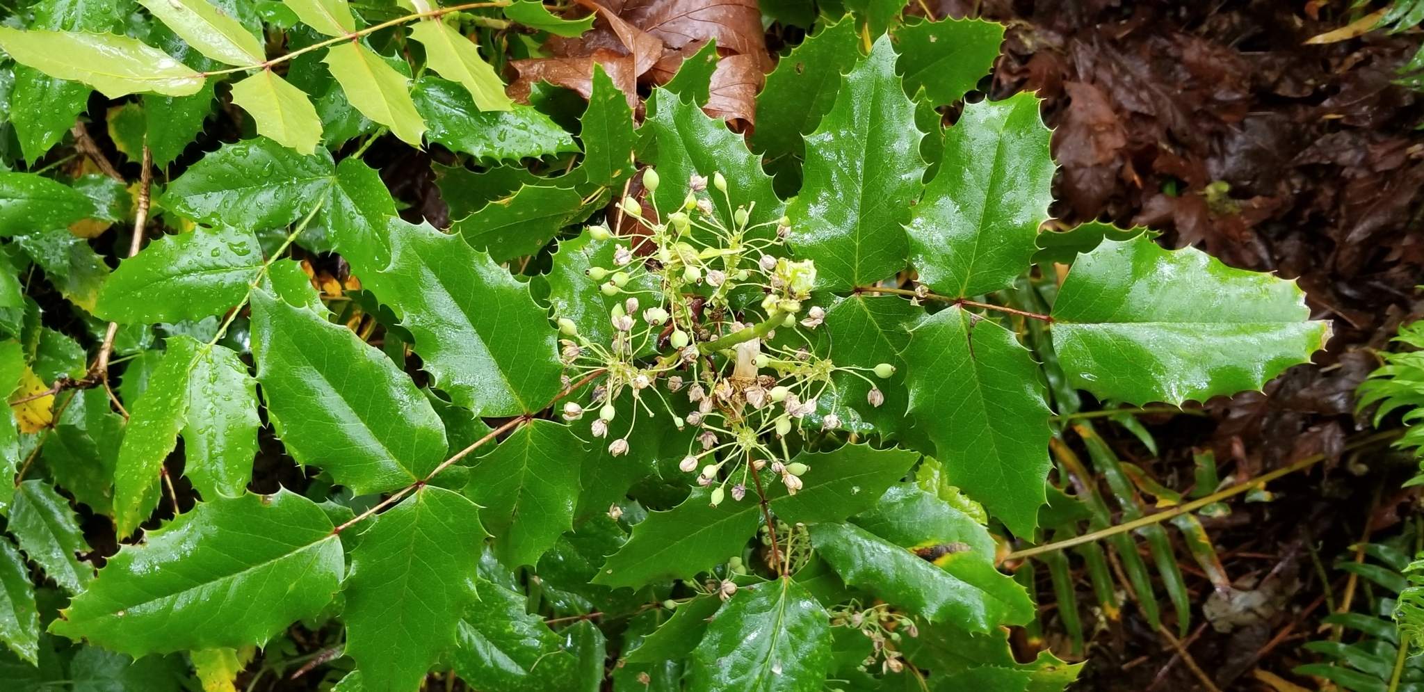 Berberis aquifolium