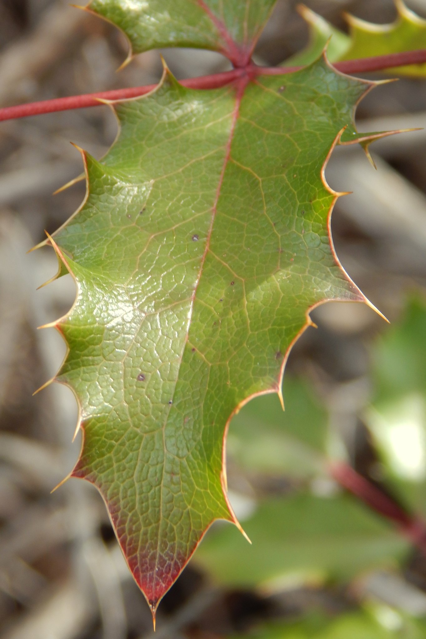 Berberis aquifolium