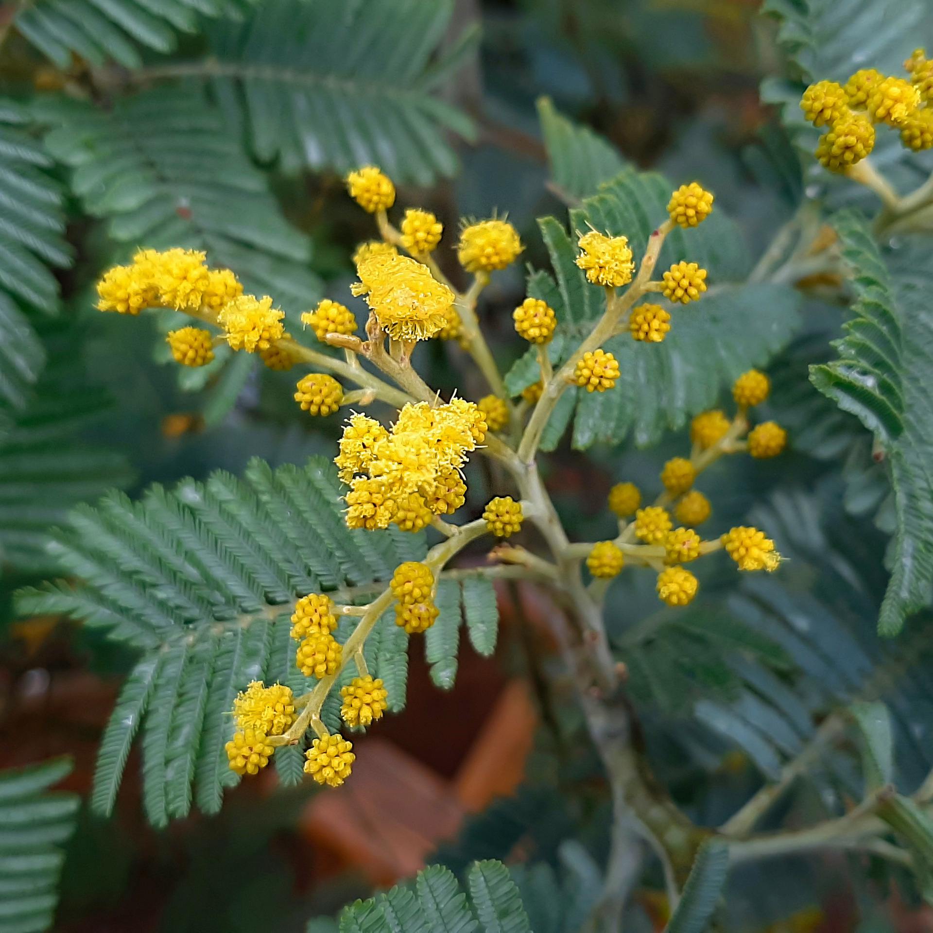 Acacia dealbata