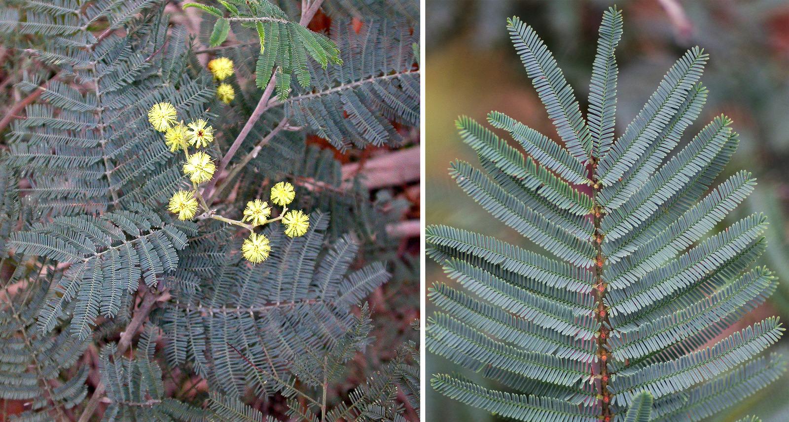 Acacia dealbata