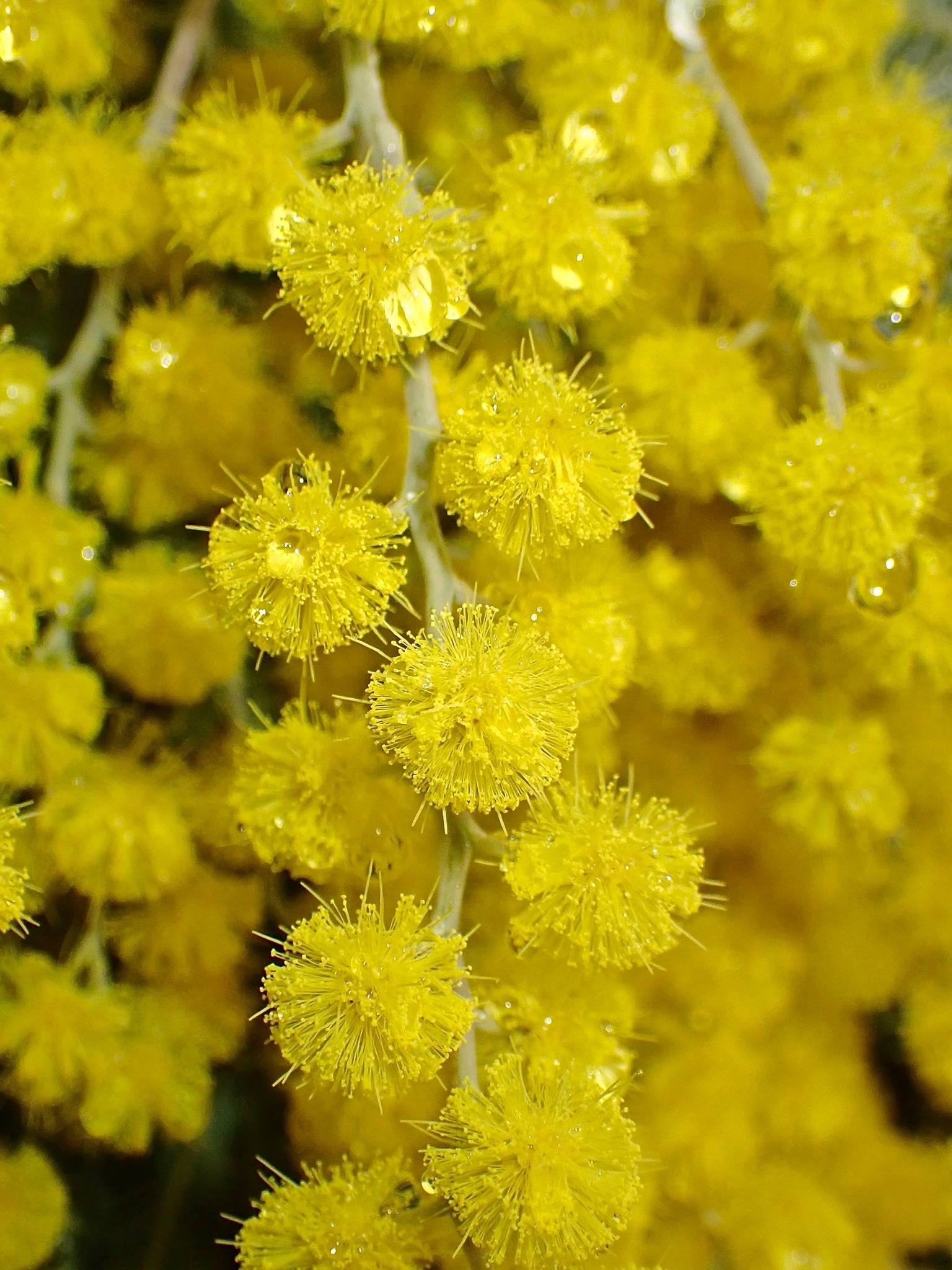 Acacia dealbata