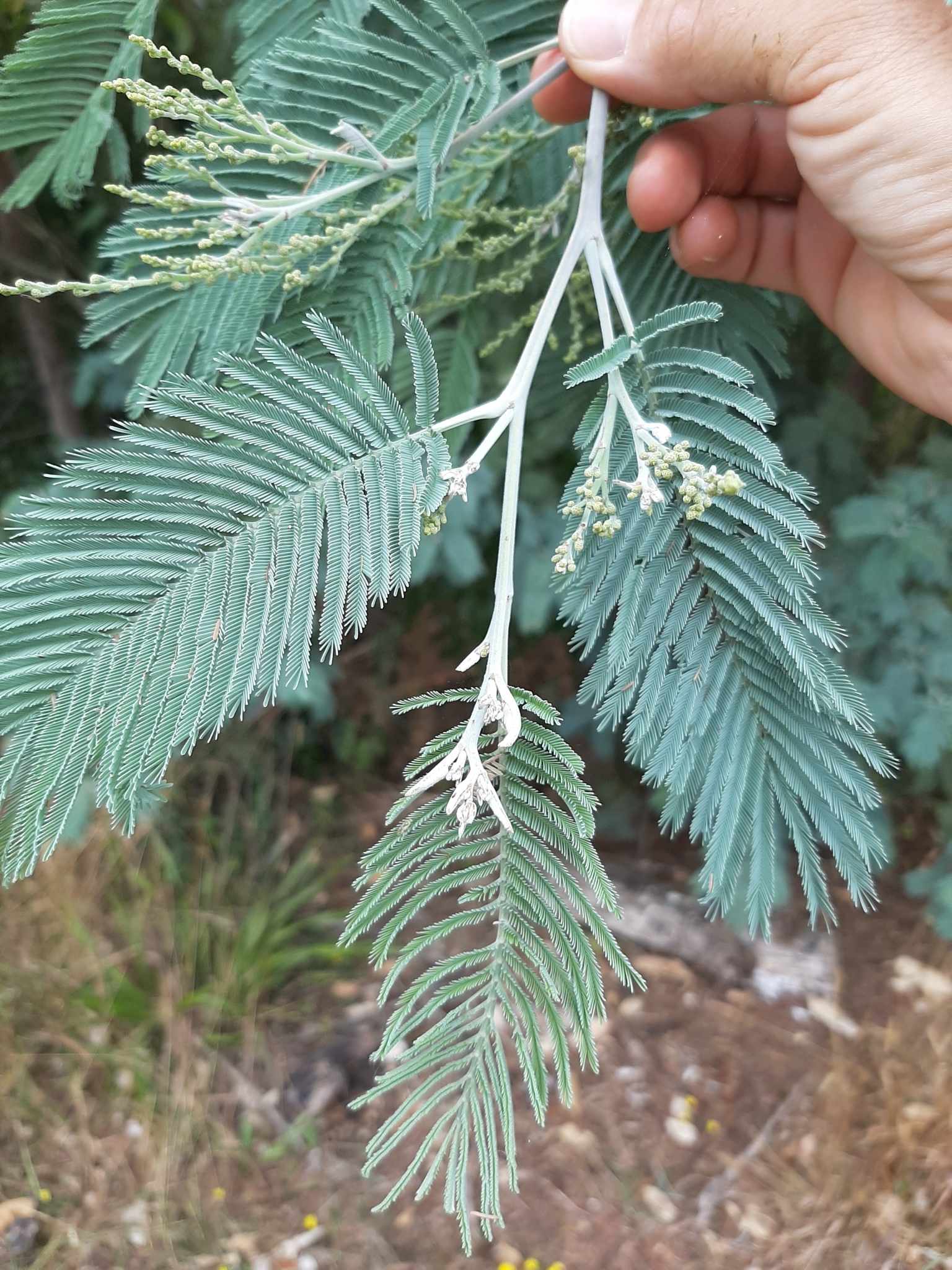 Acacia dealbata
