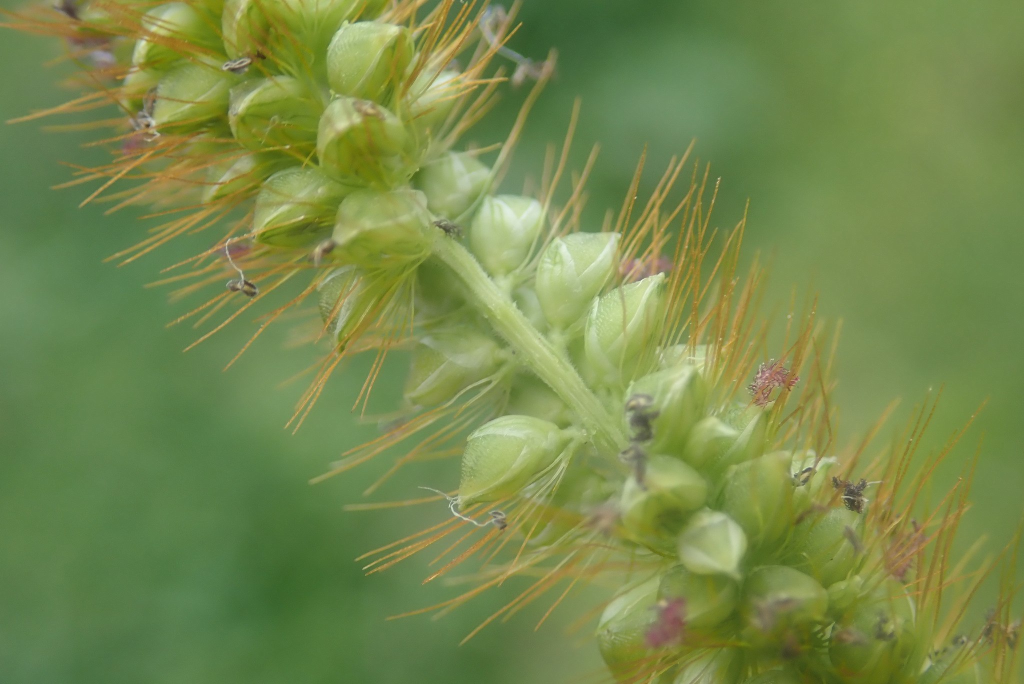 Setaria pumila