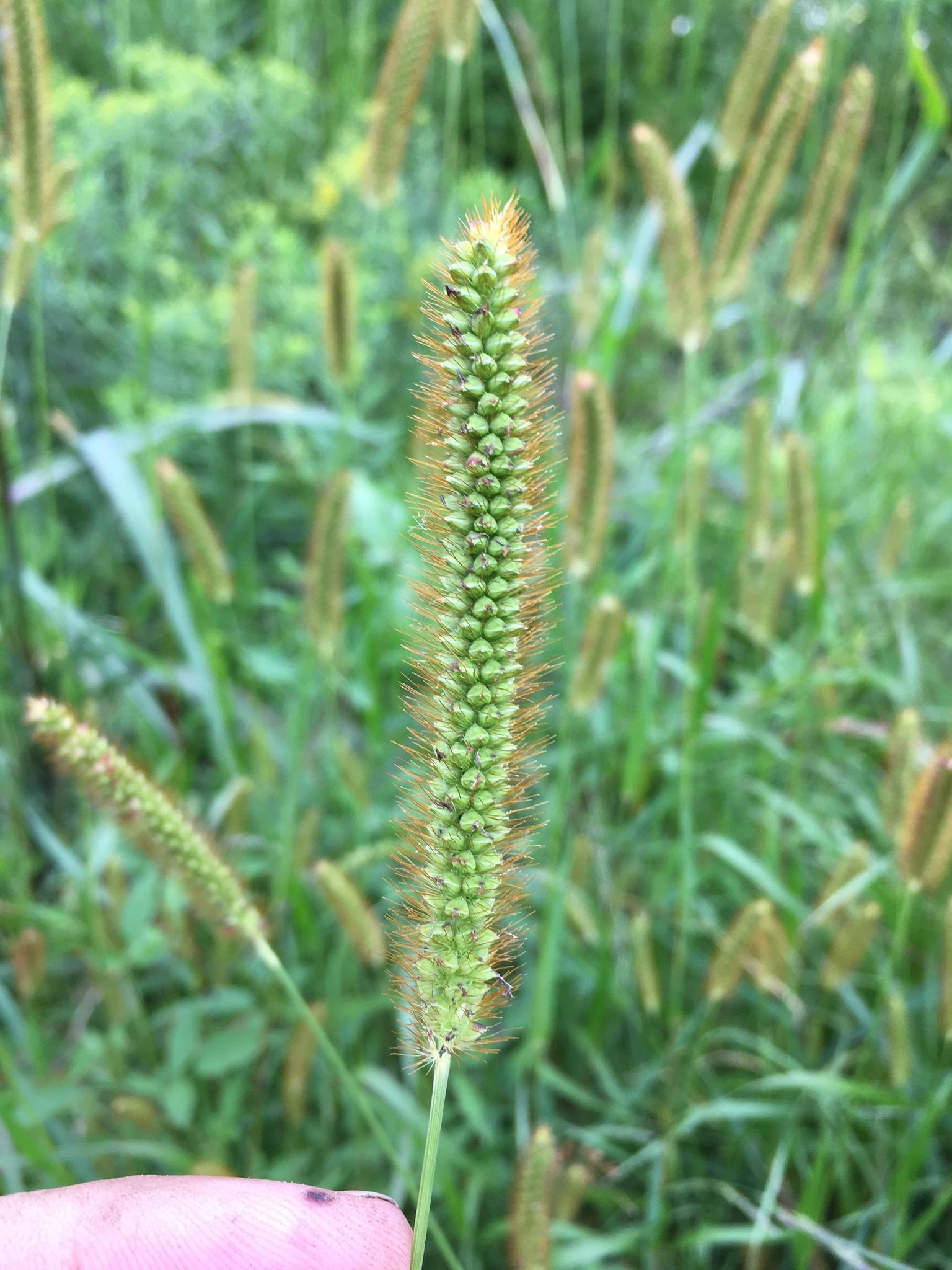 Setaria pumila