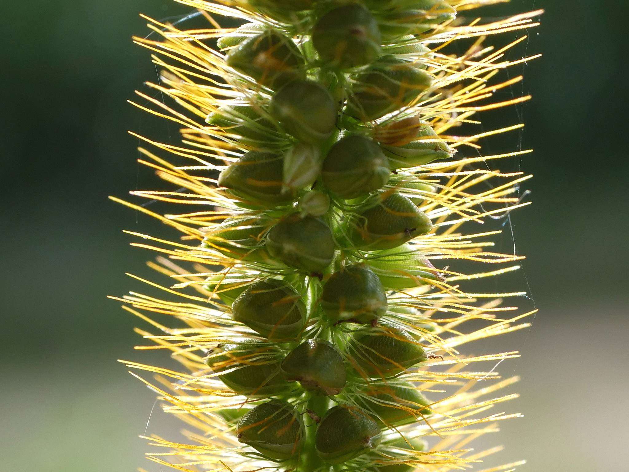 Setaria pumila