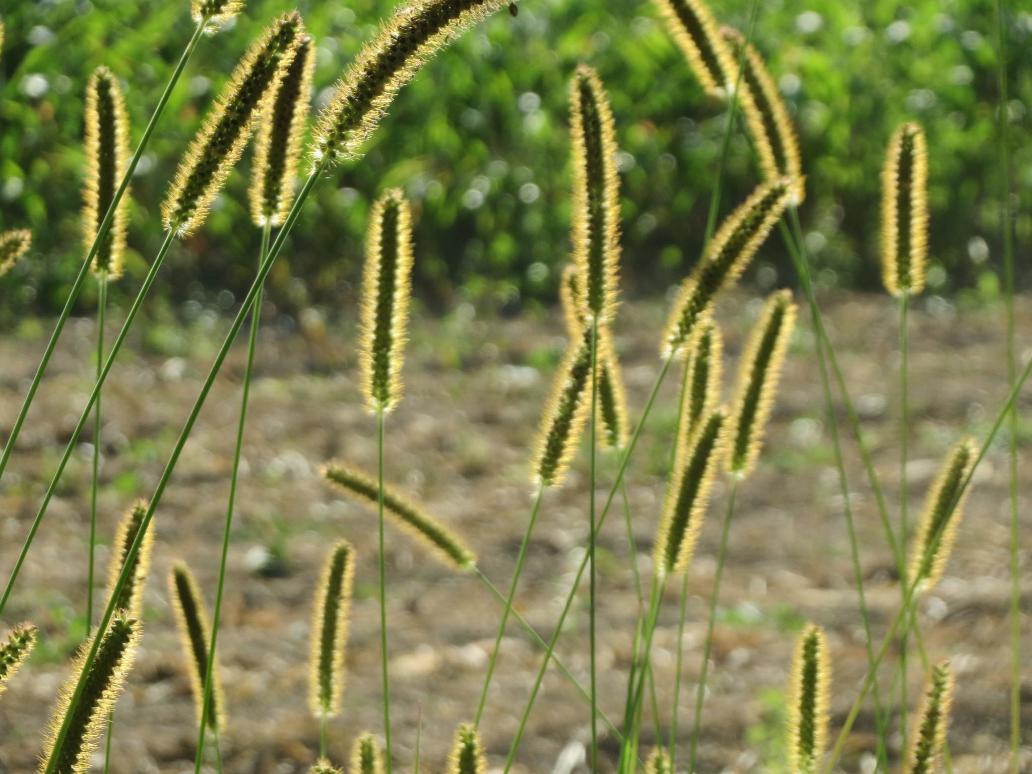 Setaria pumila