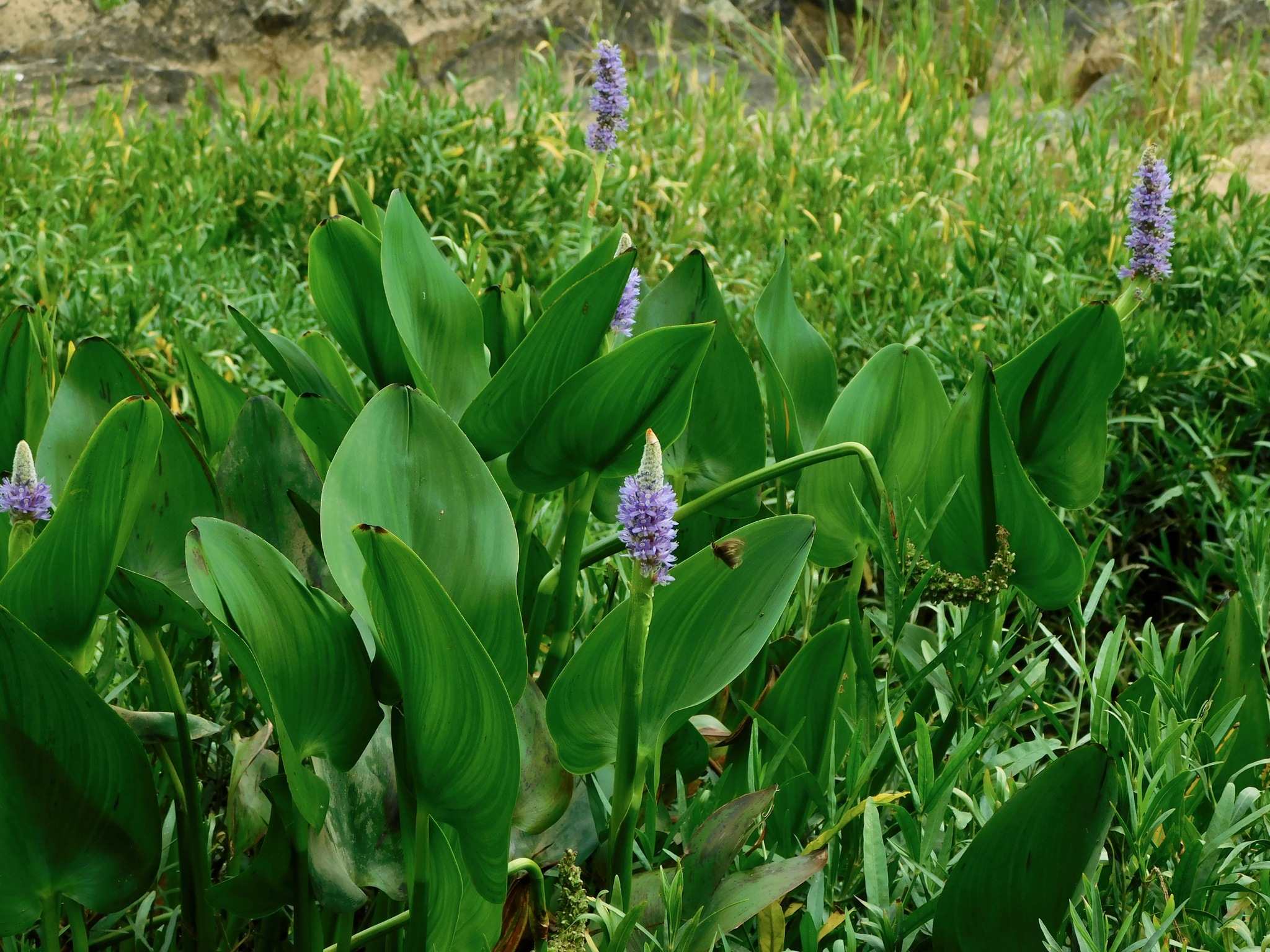Pontederia cordata