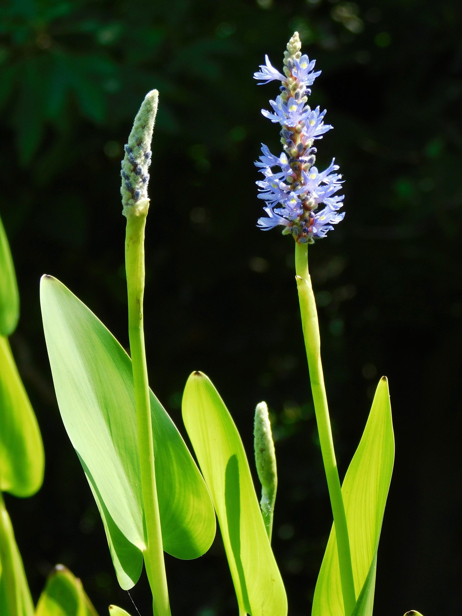 Pontederia cordata