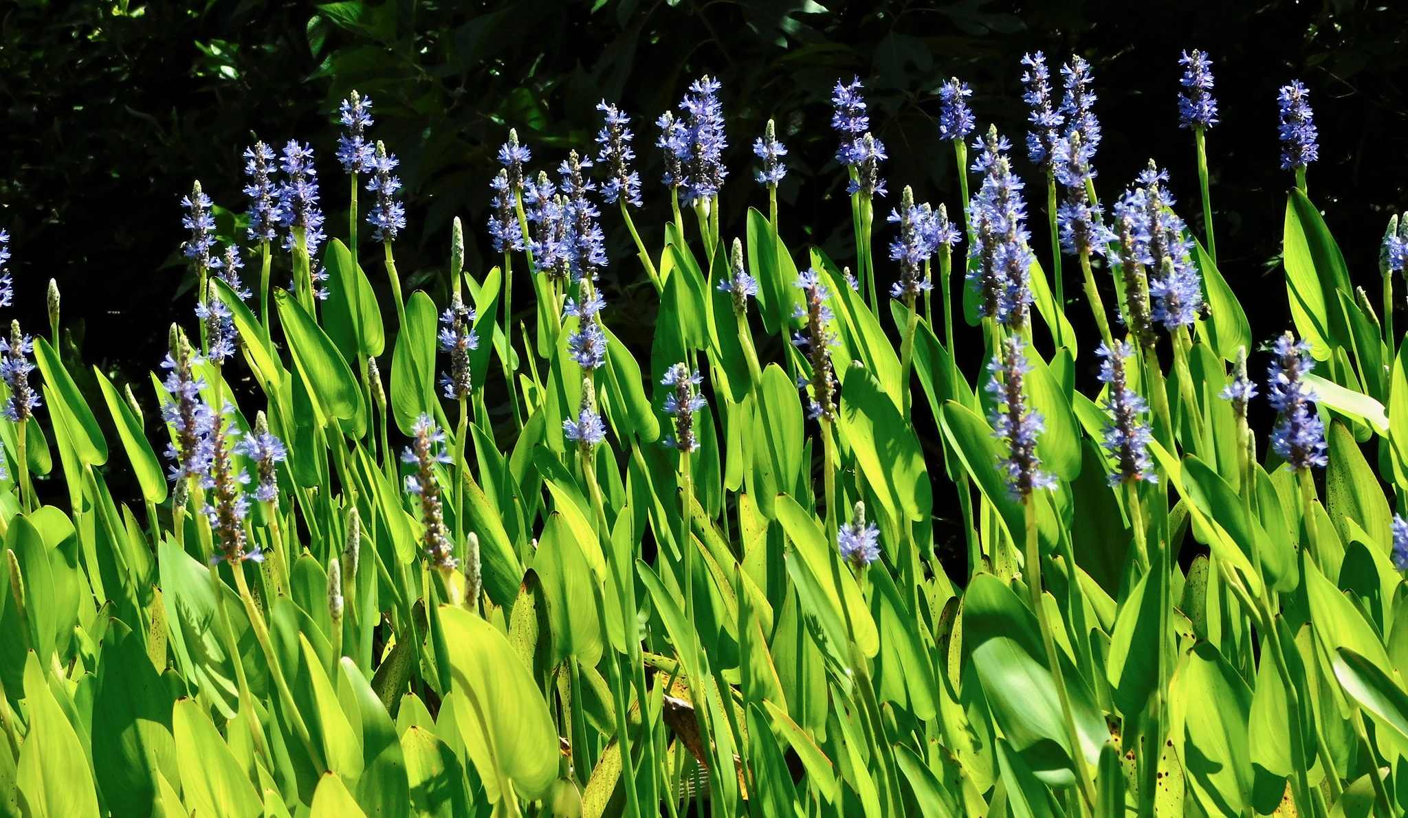 Pontederia cordata