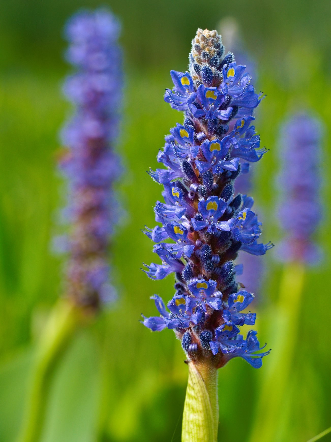 Pontederia cordata