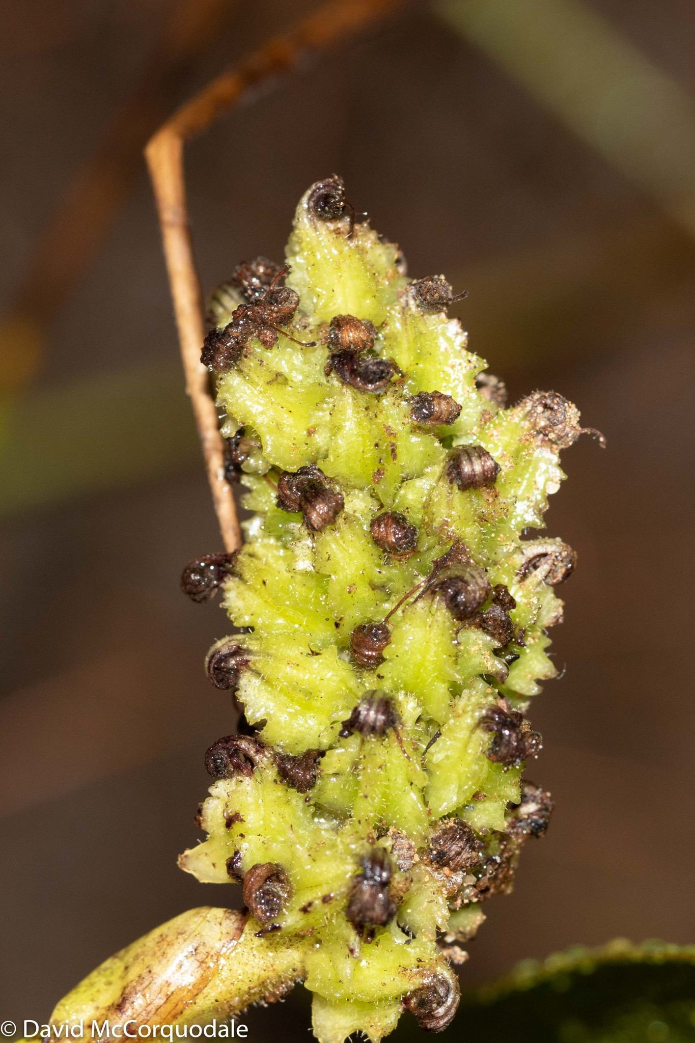 Pontederia cordata
