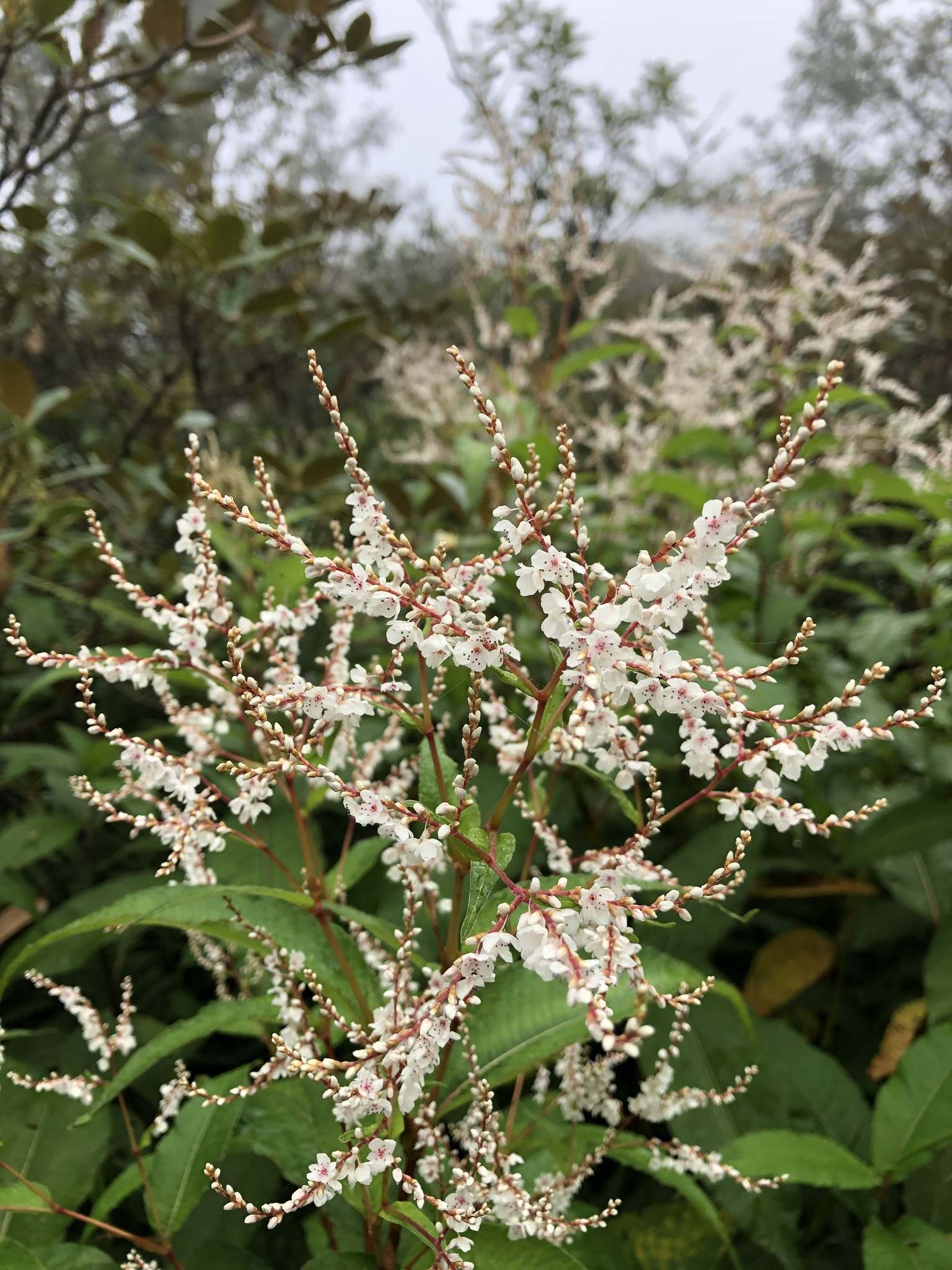 Koenigia polystachya
