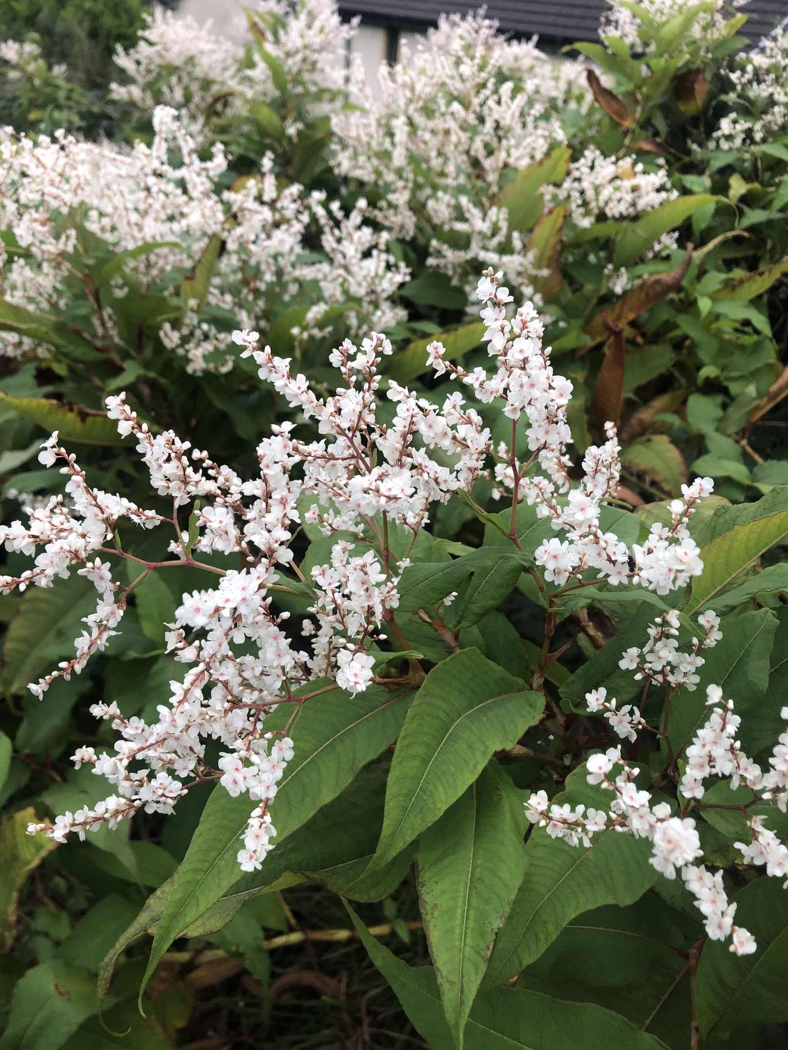 Koenigia polystachya