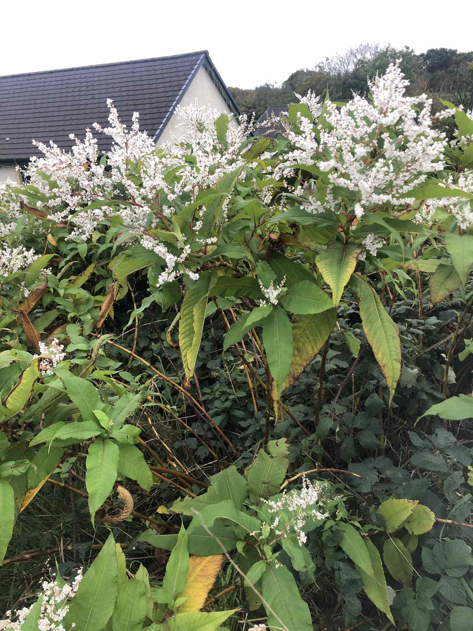 Koenigia polystachya