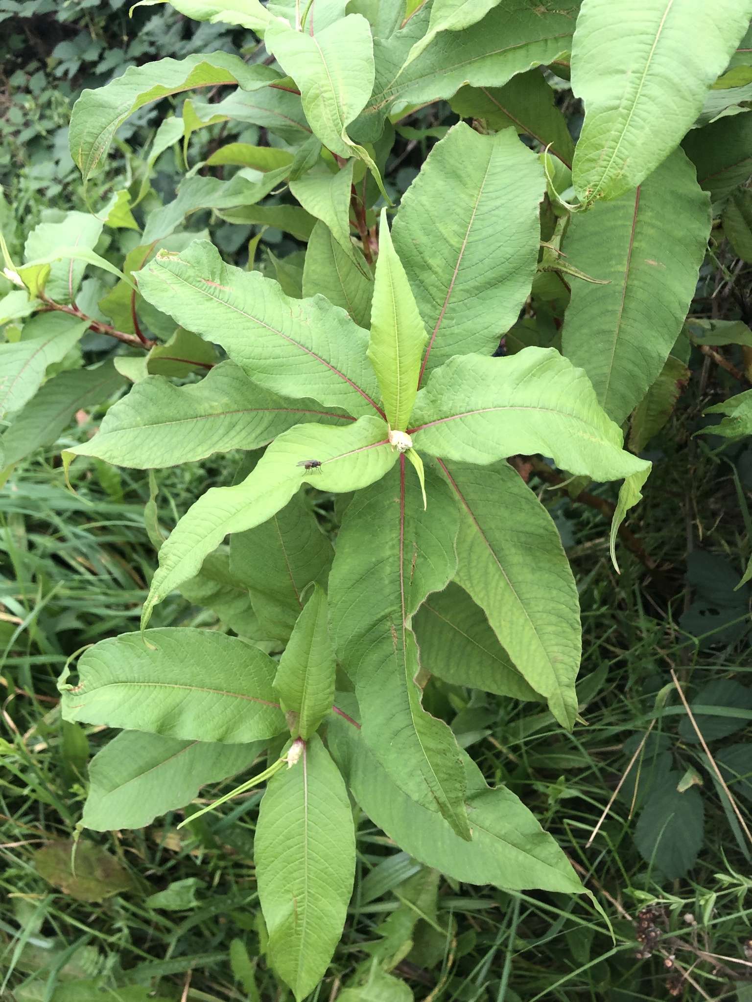 Koenigia polystachya