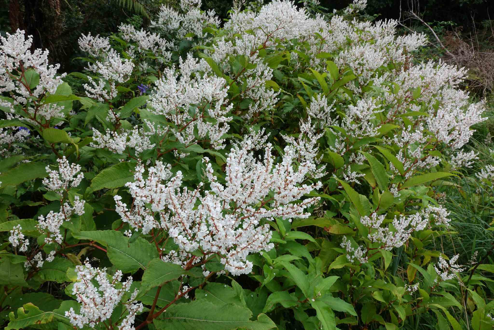Koenigia polystachya