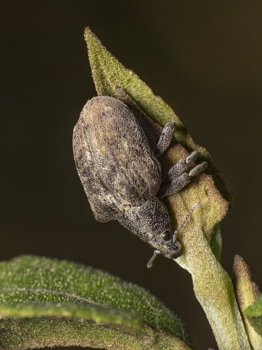 Gonipterus platensis