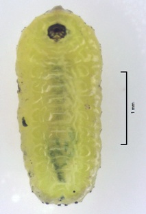 Gonipterus platensis