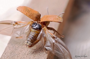 Gonipterus platensis