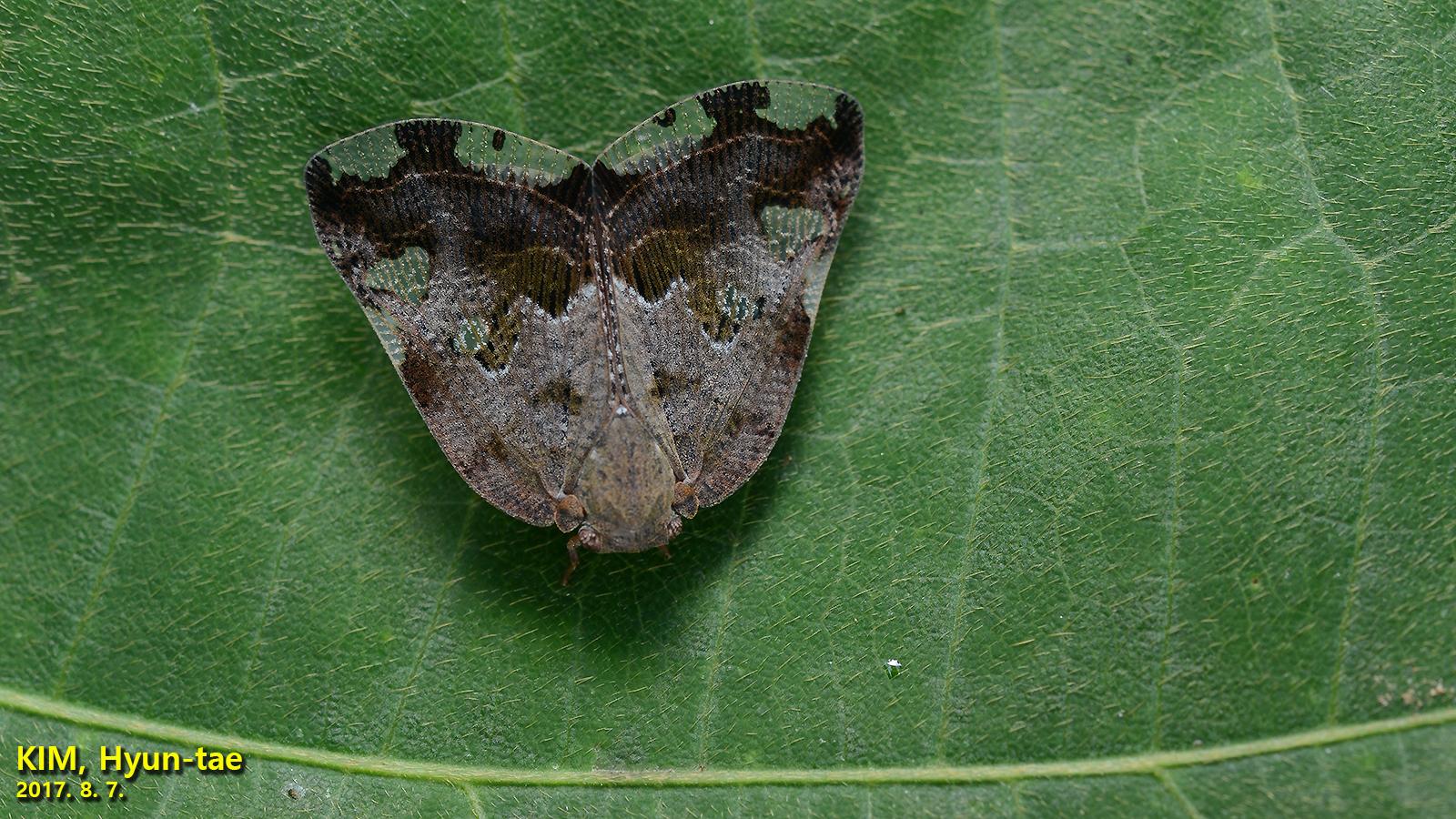 Ricania speculum